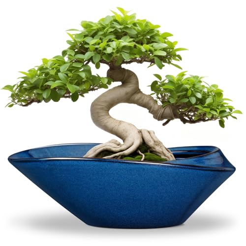 Floating Bonsai Plant Pot 12 Inch