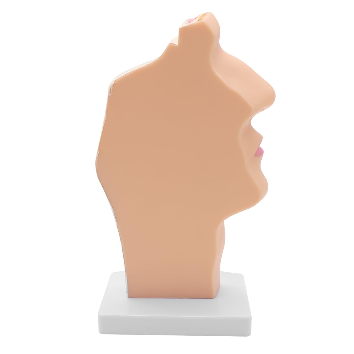 Modèle Anatomique De Cavité Nasale Humaine Gorge 1:1 Taille Réelle Pharynx Larynx Modèle D Anatomie Pour Enseignement En Classe De Science Modèle D Affichage Médical