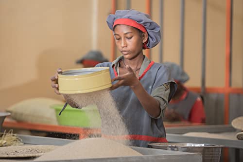 Brundo Spice Company | Gluten Free Teff Flour | Hand Picked & Processed Authentic Powdered Ethiopian Teff Grain | Harvested In And Imported From Ethiopia | Non Gmo | Organic | No Preservatives | ጤፍ (16Oz) | #TOP4