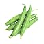 Sponge Gourd 5 Seeds