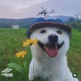 AREA81 Records