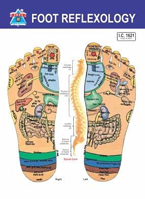 ACS Prime Acupressure Foot Roller Plastic Foot and Leg Relaxation Calcut Relief Casual Foot Malgar Roller ACS Prime Acupressure Foot Roller Plastic Foot and Leg Relaxation Calcut Relief Casual Foot Malgar Roller