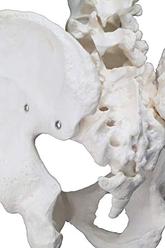 Image of VAP270 Life-Size Male Pelvic with 4th & 5th Lumbar Vertebrae | Intervertebral Discs, Sacrum and Coccyx