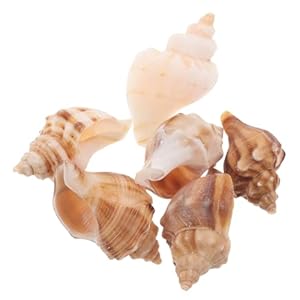 SHOWERORO Küsten-Stil Muschelhörner, 6 Stück
