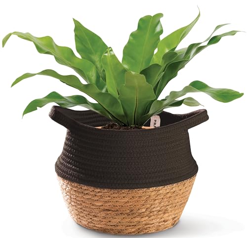 Praknu Cesto Macetero Mimbre de Hierba Marina y Algodón Sostenible - para Plantas y como Cesta Decorativa - Redondo - Estilo Bohemio - 25cm (Negro)