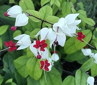 Very Beautiful Original Red & White Variety Bleeding Heart(Pack Of-2) Vine Creeper Climber Vine Healthy Hybrid Flower Plant With Grow Nursery Bag (Blooming At 2/4 Month). (B0CNWHGYMR) Amazon Price History, Amazon Price Tracker