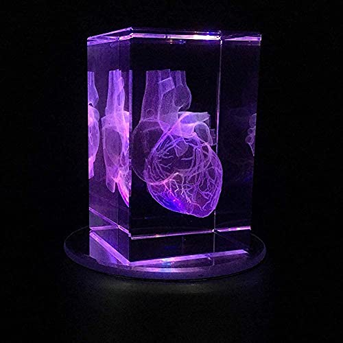 Modèle d'enseignement d'anatomie de cœur humain 3D pour presse-papier de bureau - 3