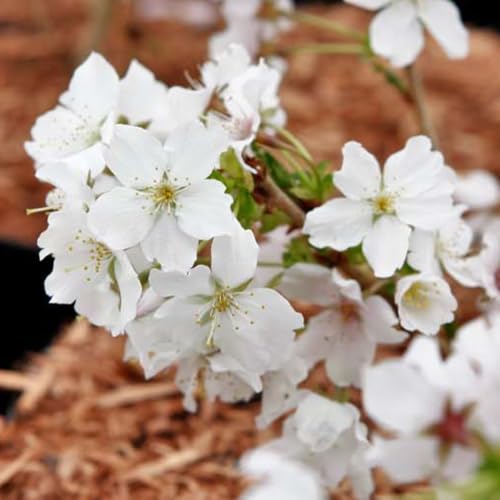Potted Hardy Garden Plant Cherry, Trees for Small Gardens, White Blossom in Spring, Low Maintenance Plants, 1 x Prunus Nipponica Brilliant Plant in a 3.6 Litre Pot by Thompson & Morgan (1)