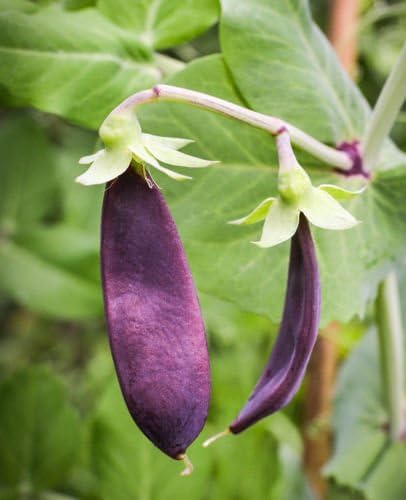 Taccola 'Shiraz' | Profondo bordeaux-viola Pods | Nice & Crunchy | 50 Semi