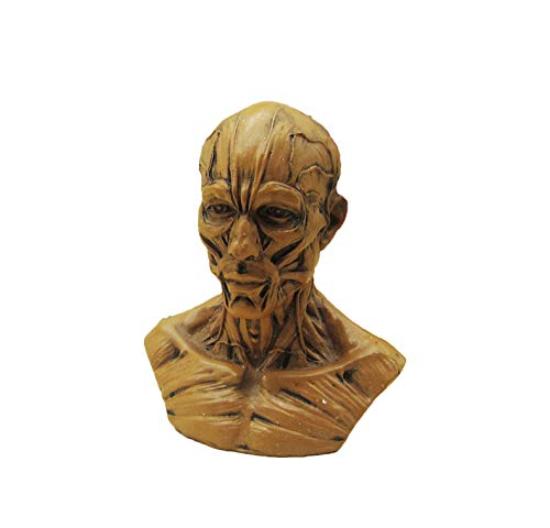 BONEW Human Model Craft Anatomy Skull Head Muscle Bone Medical Artist Drawing Study Model (White)