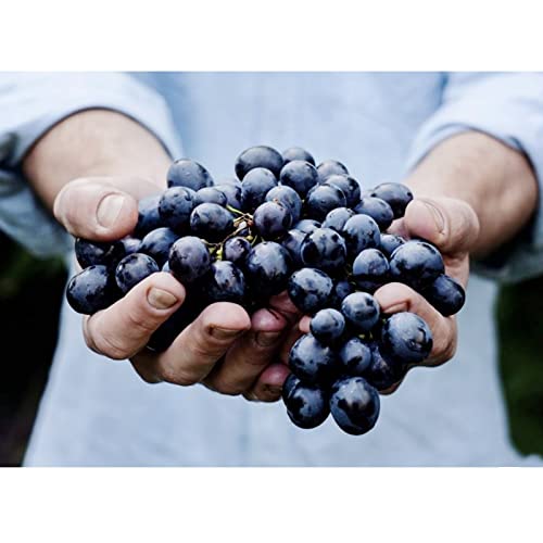 Ricytnig 30 Large Grapes Leaves Vines With 2 Bunches 36 Capsules Agate Artificial Grapes Fake Fruits Bunch, Simulation Hanging Artificial Plant Garden Decoration #TOP5