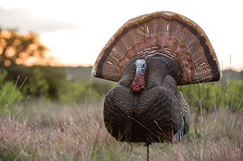 Señuelo de pavo Flambeau Outdoors King Strutter para caza 7