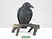 YTC Summit International Black Raven Bird on Tree Branch Figurine Crow Gothic Decoration Collectible New