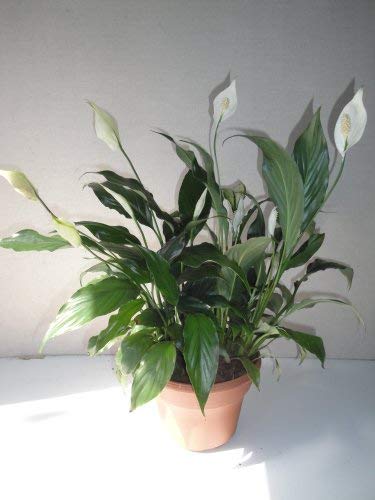10 Best Indoor Flowering Plants With Common Names Benefits