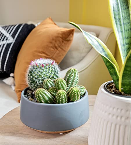 Altman Plants, Assorted Cactus Plants Live Plants (6Pk), Cactus Plant Live Succulents Plants Live Cactus Decor, Indoor Plants Live House Plants In Cactus Soil, Live Cacti Plants Live Succulent Plants #TOP4