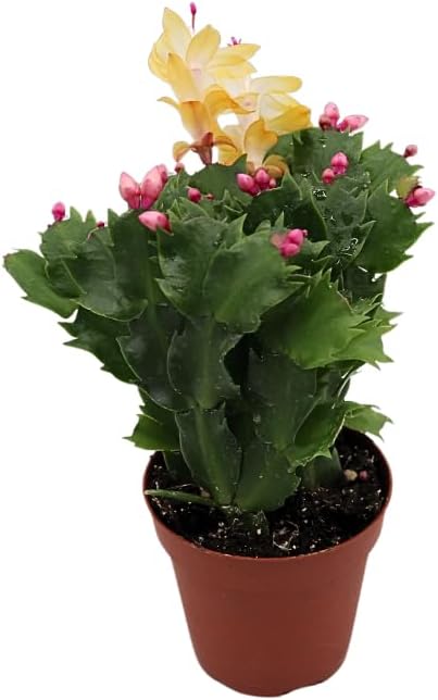Yellow Holiday Cactus, Christmas and Thanksgiving Hybrid- 4'' from California Tropicals