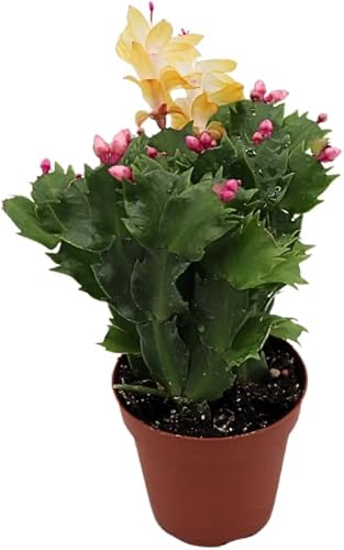 Miniatura 10 de Cactus Zig Zag - 4" de California Tropicals