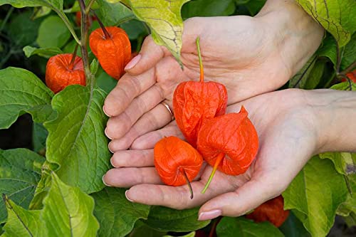 Physalis Alkekengi Chinese Lantern Seeds for Planting - 1500 Seeds - (Ground Cherry Flowers Seeds