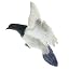6 Gray Flying