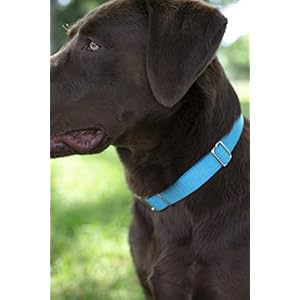 Country Brook Petz Premium Nylon Dog Collar with Metal Buckle for Small Medium Large Breeds – Vibrant 30+ Color Selection (Large, 1 Inch, Ice Blue)
