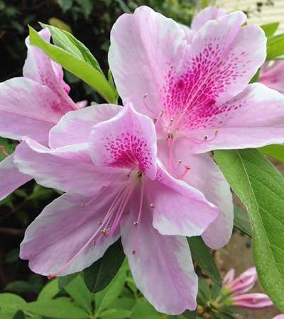 100 graines de fleurs d'azalée