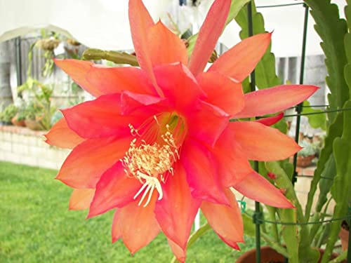 Bold Epiphyllum Orchid Cactus Cuttings, Succulents Plant Live, 6 Inc To 8 Inc Tall, No Root #TOP1