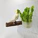 Bird Parrot Feeder with Wood Stand Perch Cage Fruit Vegetable Holder Vegetable Rack Pet Food Hanging Baskets Parrot Fruit Hanging Containers Cage Hanging Basket Container