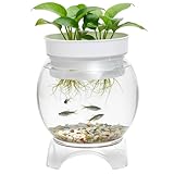 Réservoir de Poissons | Réservoir de Poissons aquaponique, Bol à en Plastique Transparent ...