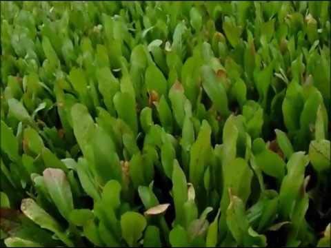 OMG ORGANIC SEEDS ! Kasni Seed/Chicory Seed/Cichorium Intybus - 250 Gram (B0847QD9PT) Amazon Price History, Amazon Price Tracker