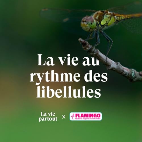 Comprendre les libellules pour prot&eacute;ger les zones humides - Entretien avec Philippe Lambret en collaboration avec Flamingo.eco