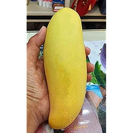 Cloud Farm Rare Thai Banana Shaped Mango Grafted Live Plant - Healthy Outdoor Plant CF_75 (B0BDXNDFQH) Amazon Price History, Amazon Price Tracker
