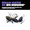 STEM Liquid Ant Baits, Kills The Queen and Colony, for Indoor Use, 4 Spill Proof Bait Stations