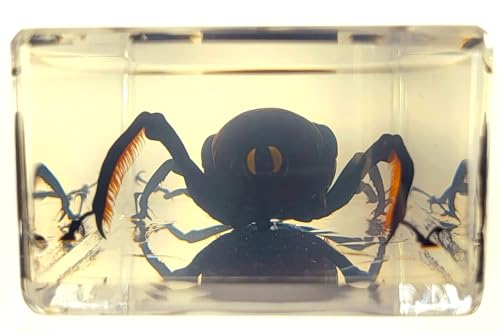Image of 4.3 inch Real Giant Bamboo Weevil Beetle in Crystal Clear Lucite Resin Specimen Preserved Cyrtotrachelus Buqueti Insect Paperweight Taxidermy Collection for Biology Science Education Desk Display Supplies