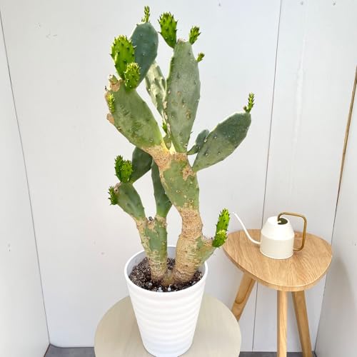 観葉植物 サボテン 7号」の人気商品一覧 | 安い商品を通販サイトから