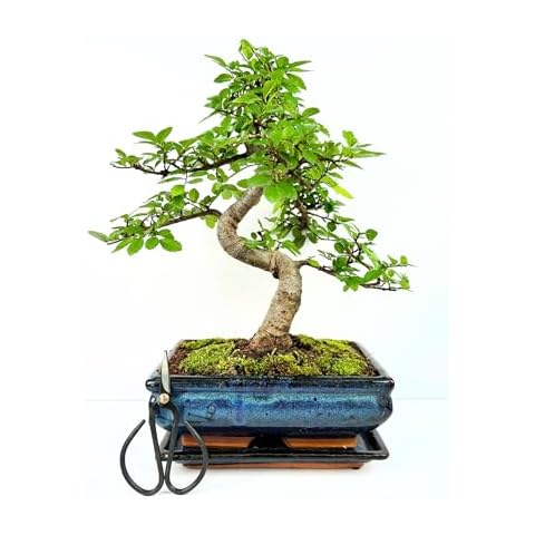Bonsaï Orme Chinois Bonsai LT Cover