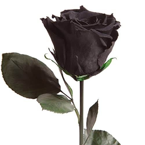 Ewige Rose Schwarz - echte ewige Rose mit Stiel 30-35cm lang haltbar 3 Jahre - Blumen schwarze Deko Geschenke für Frauen zum Geburtstag - Beste Freundin Geschenke (Schwarz) Cover