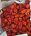 Zozoma Farms Fresh Red Habanero Chili Peppers 3 lb hot and spicy with vitamin C and potassium packed in butcher paper