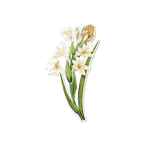 White Tuberose - Pintura de flores vintage - Calcomanía de vinilo - 9,5 x 17 cm
