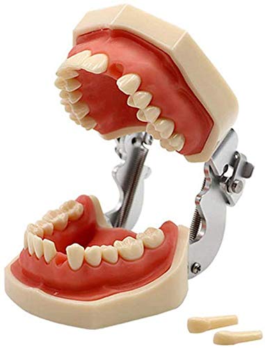 NMD Dental NMD Dental Models Typodont Teeth Model Fit Nissin 500 with Removable Teeth Dentist Teaching Study Exam Practice Filling Simulation Training (28 Teeth Practice Model)(pack of 1pc)
