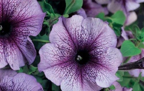 50 Semi di Petunia pellettato Tritunia Blu Venato