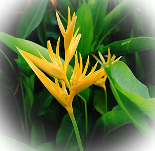 See full amazon price history chart for Heliconia Hirsuta Yellow Bird of Paradise Plant Ornamental Flowering Plant - Rhizomes/Bulb/Seeds (2 Plantable Units),Multicolour(JBH000029) Heliconia Hirsuta Yellow Bird of Paradise Plant Ornamental Flowering Plant - Rhizomes/Bulb/Seeds (2 Plantable Units),Multicolour(JBH000029) (B09B3N1793) Amazon Price History, Amazon Price Tracker