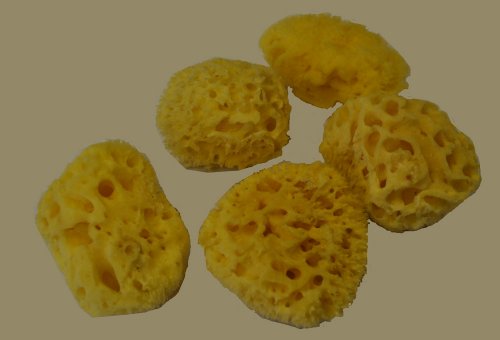 Natural Sea Sponge 3" to 3.5" - Value Pack #1 - Pack of 5