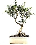 olea europaea boiron El color y aspecto de la maceta puede diferir.