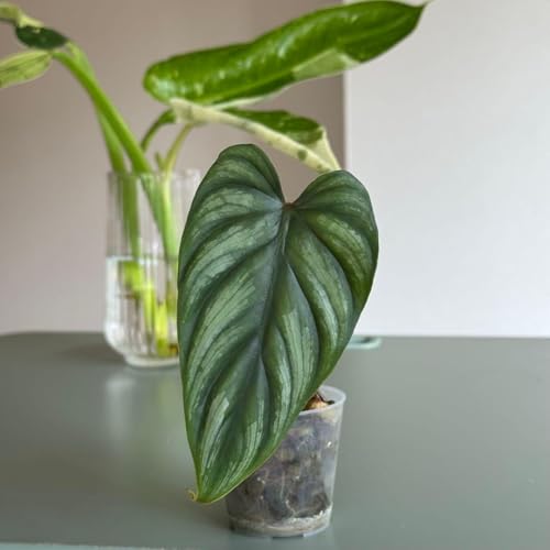 �t���t���̗t�� Philodendron Plow ii �v���E�}�j�[