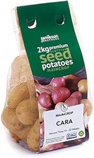Jamieson Brothers 2kg Maris Piper Seed Potatoes (Approx. 20-25 Tubers)  Maincrop Grow Your Own Spuds  for Chips, Mashing & Roasting  Scottish-Grown & Ready to Plant at Home in Gardens & Allotments