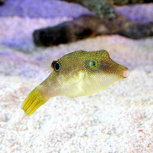 Amazon 海水魚 ヒメキンチャクフグ １匹 北海道 九州航空便要保温 Charm チャーム 観賞魚 水中生物 通販