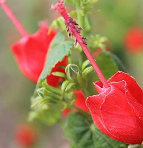 Giant Turks Cap, Red Sleeping Hibiscus, Malvaviscus Drummondii 6-10" Tall Potted Plant