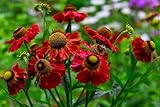 Grow Your Secret Garden