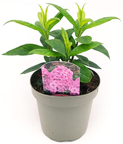 POWERS TO FLOWERS - PHLOX ROSA, pianta vera