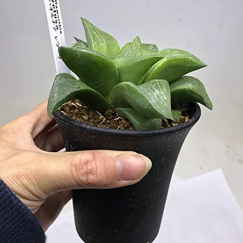 Amazon｜多肉植物：ハオルチア レツーサ*｜観葉植物 オンライン通販